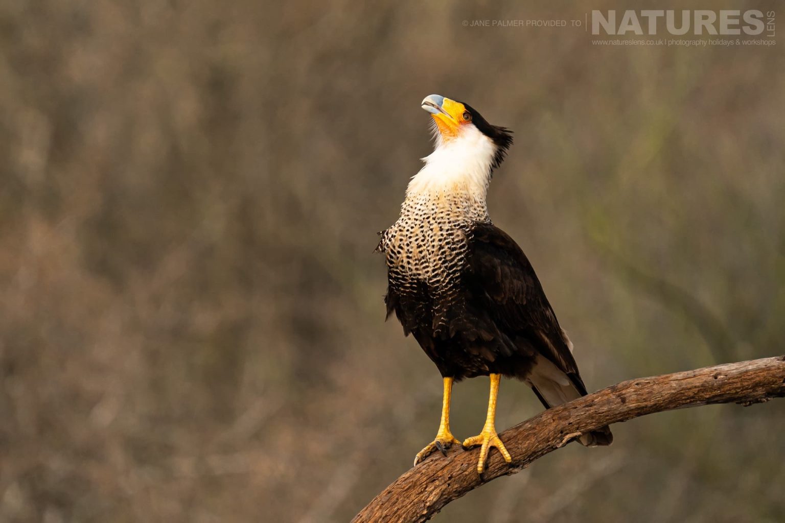 A Crested Caracara On A Branch Photographed At One Of The Locations Used During Our Birdlife Of Texas Photography Holiday