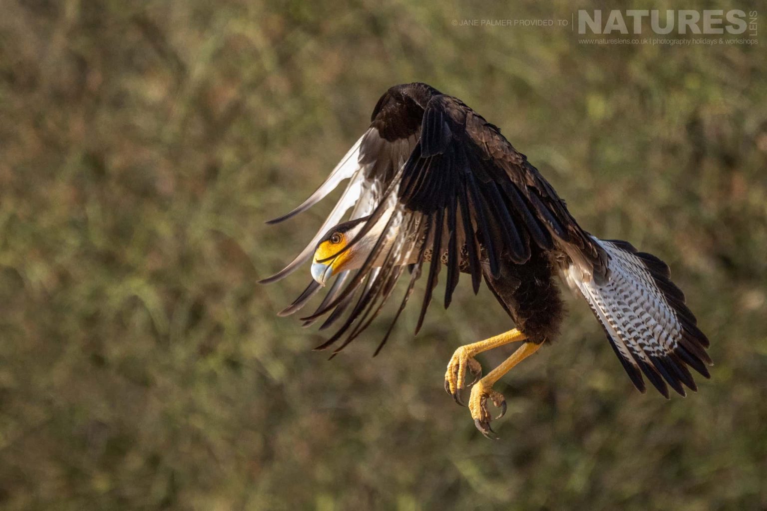 A Crested Caracara Preparing To Land Photographed At One Of The Locations Used During Our Birdlife Of Texas Photography Holiday