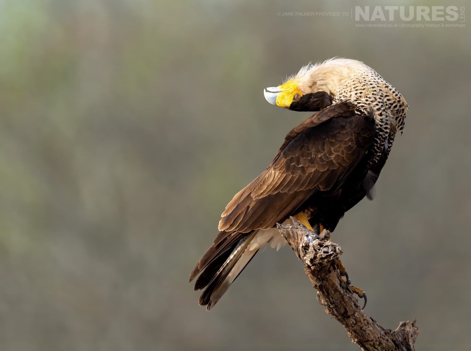 A Crested Caracara With Its Head Thrown All The Way Back Photographed At One Of The Locations Used During Our Birdlife Of Texas Photography Holiday