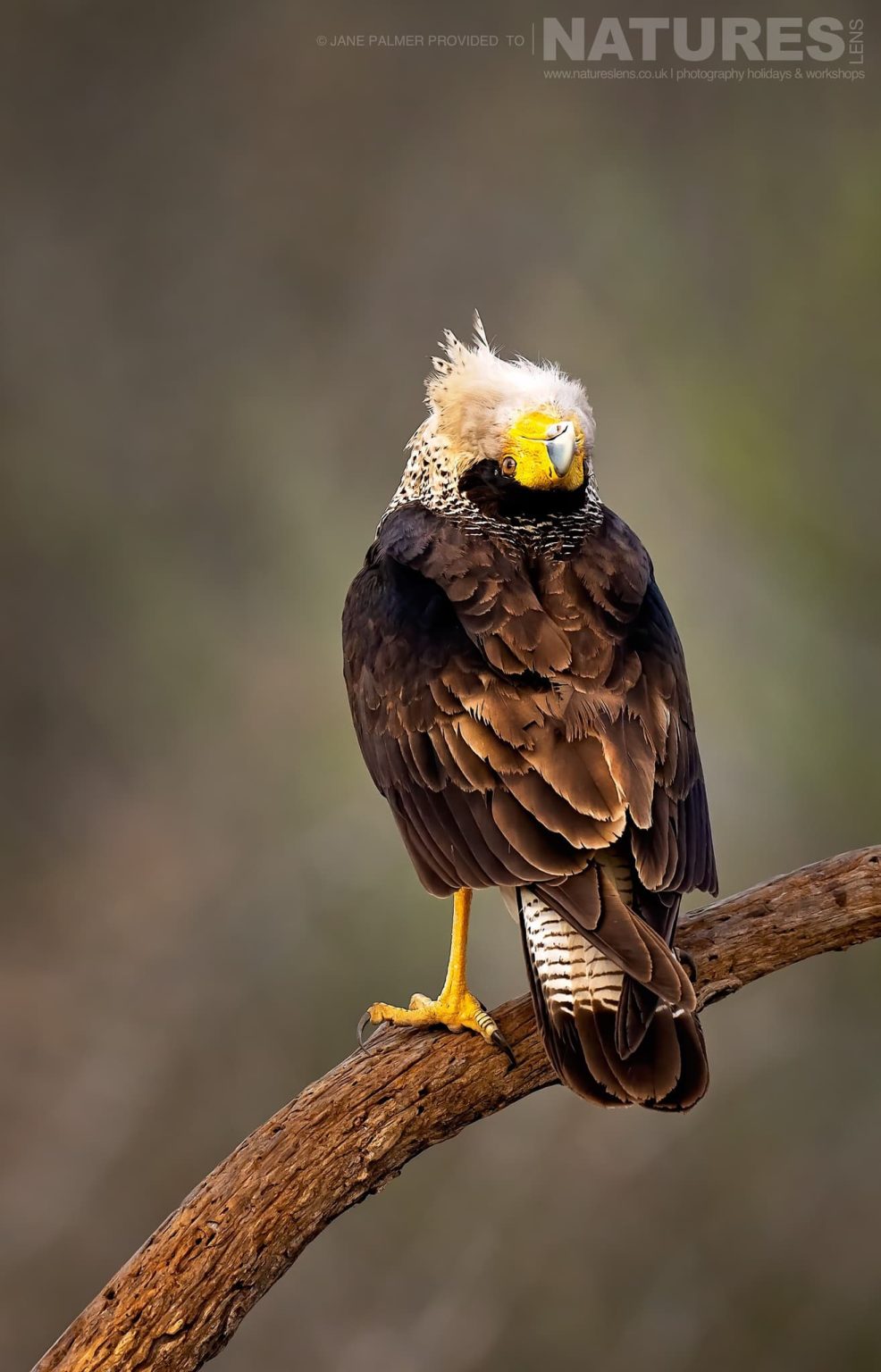 A Crested Caracara With Its Head Thrown All The Way Back Staring At The Photographer Photographed At One Of The Locations Used During Our Birdlife Of Texas Photography Holiday