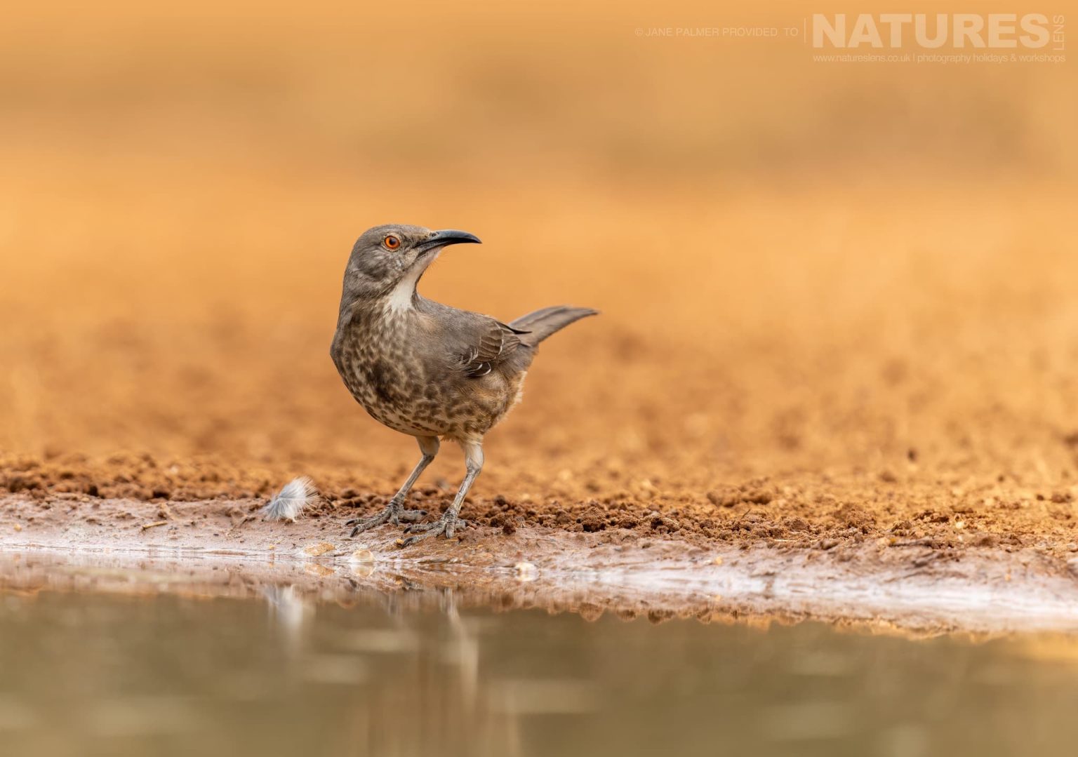 A Curve Billed Thrasher Drinking From A Pool Photographed At One Of The Locations Used During Our Birdlife Of Texas Photography Holiday