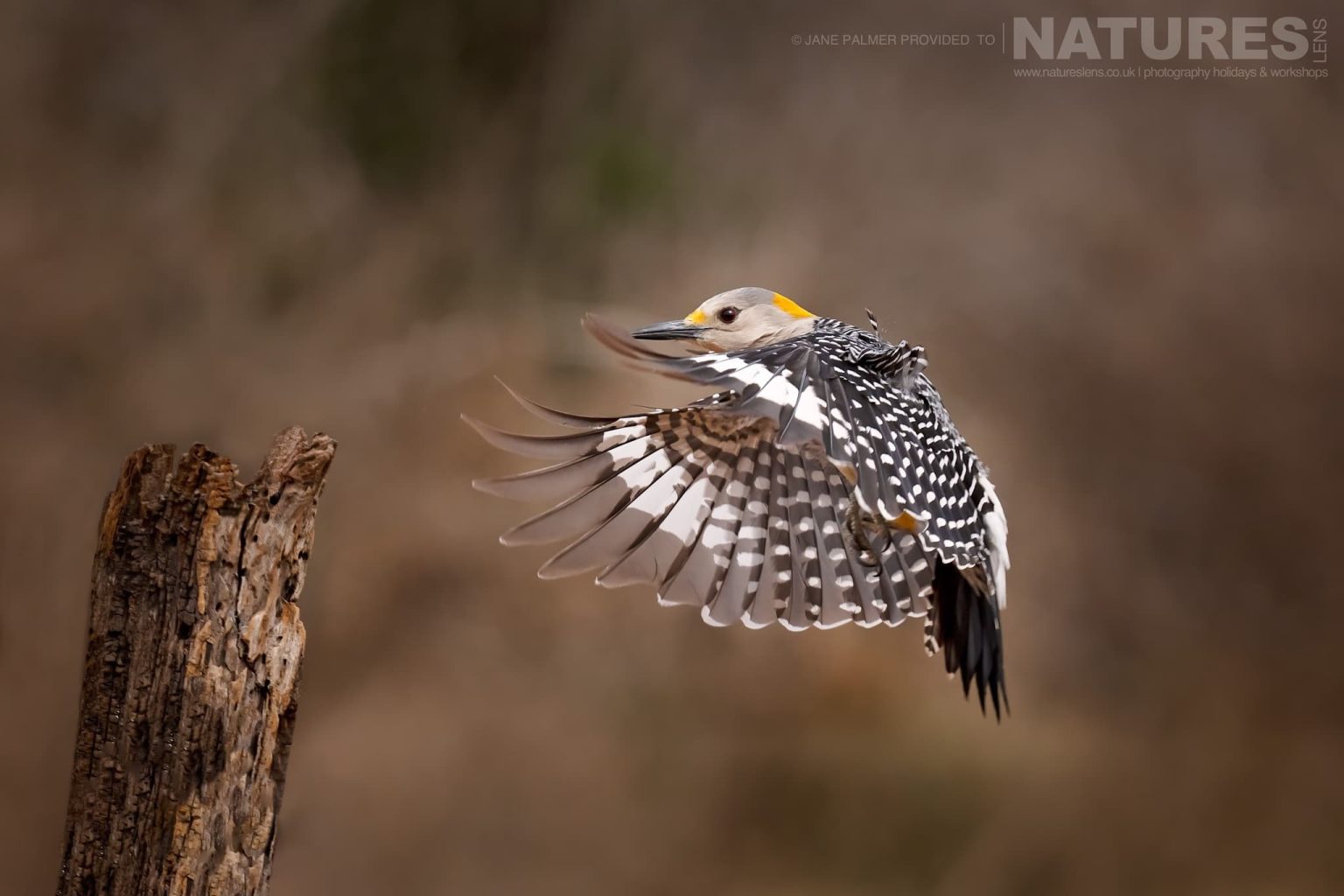 A Golden Fronted Woodpecker Comes In To Land Photographed At One Of The Locations Used During Our Birdlife Of Texas Photography Holiday