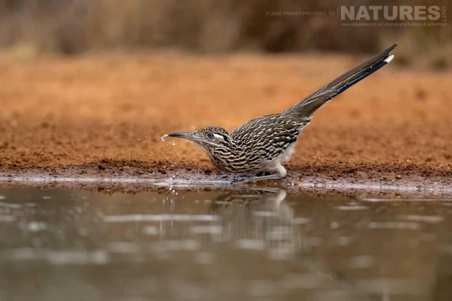 A Greater Roadrunner Drinking From A Pool Photographed At One Of The Locations Used During Our Birdlife Of Texas Photography Holiday