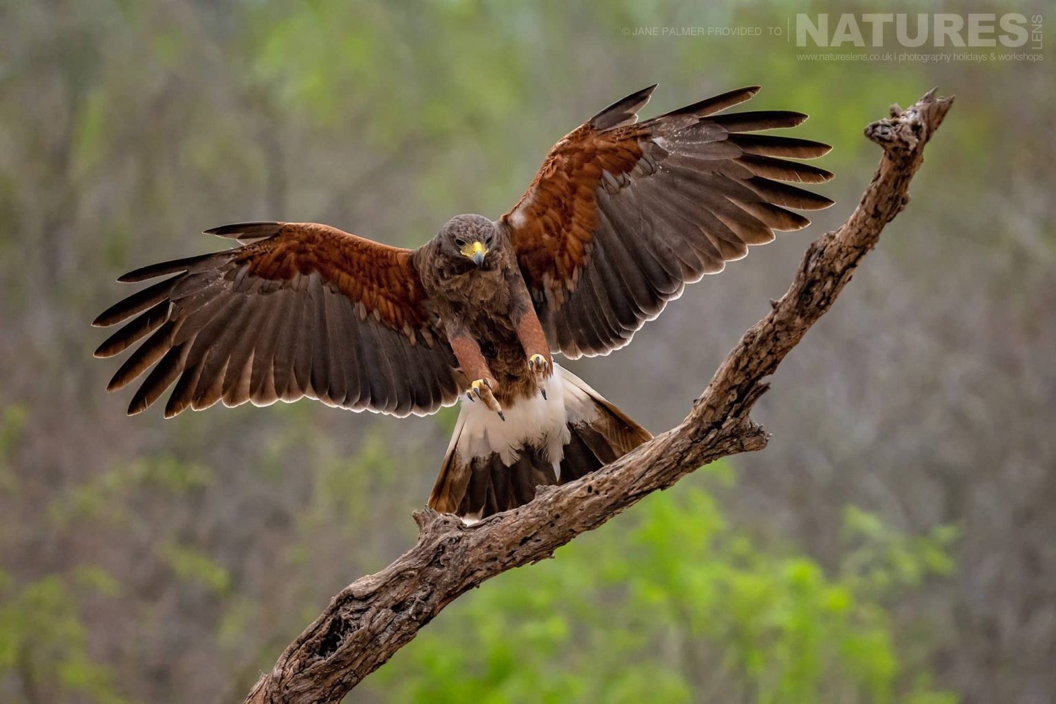 A Harris Hawk Landing On A Branch Photographed At One Of The Locations Used During Our Birdlife Of Texas Photography Holiday
