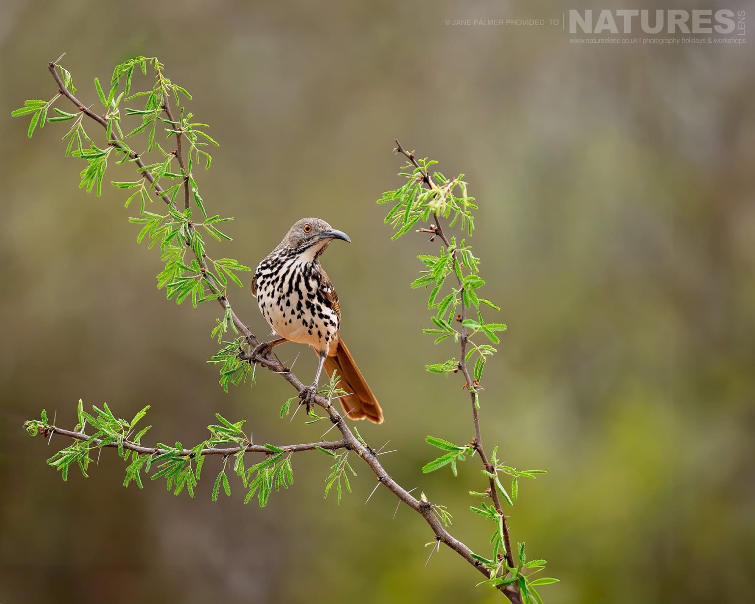 A Long Billed Thrasher Photographed At One Of The Locations Used During Our Birdlife Of Texas Photography Holiday