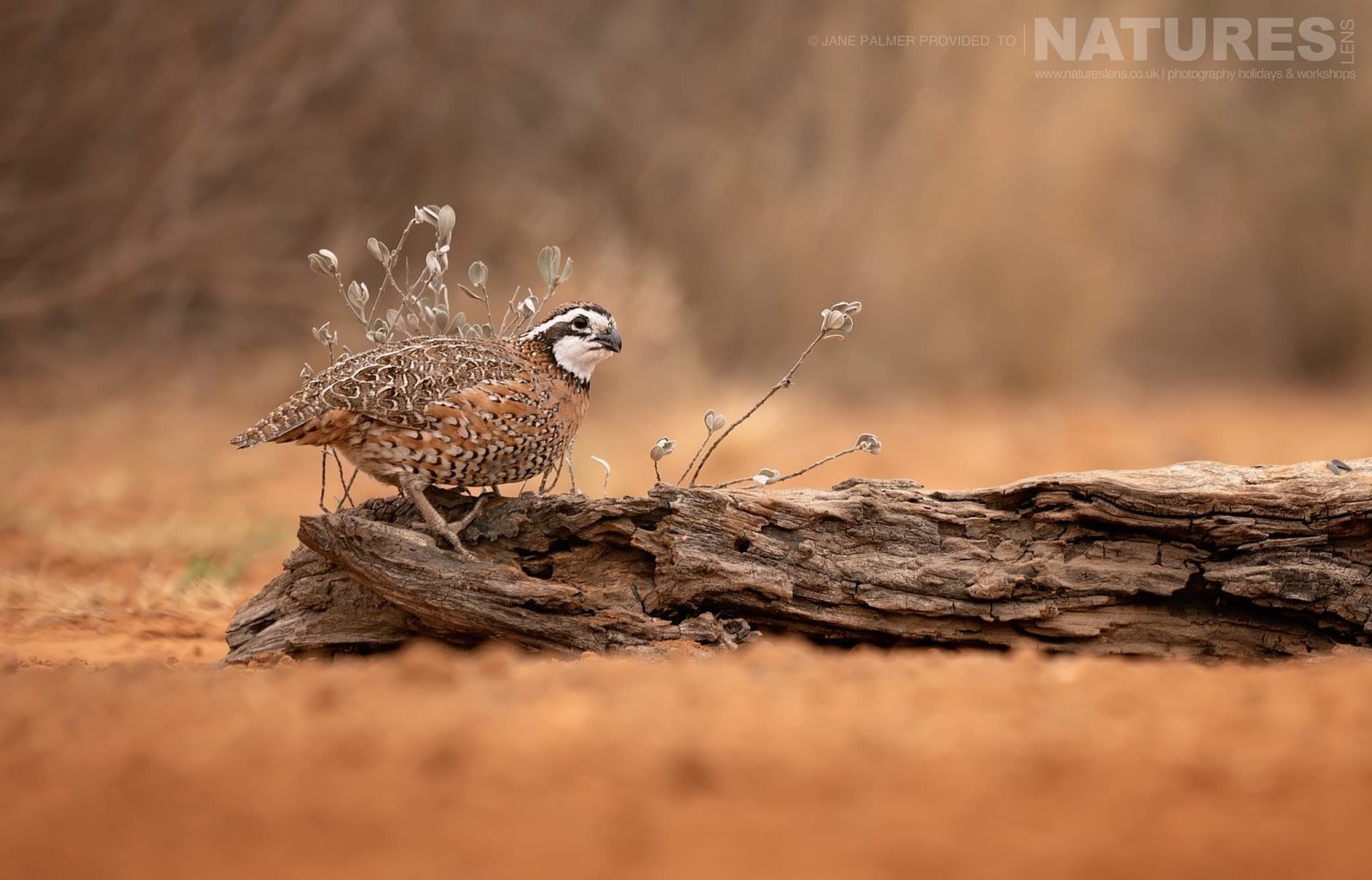 A Northern Bobwhite Quail Photographed At One Of The Locations Used During Our Birdlife Of Texas Photography Holiday
