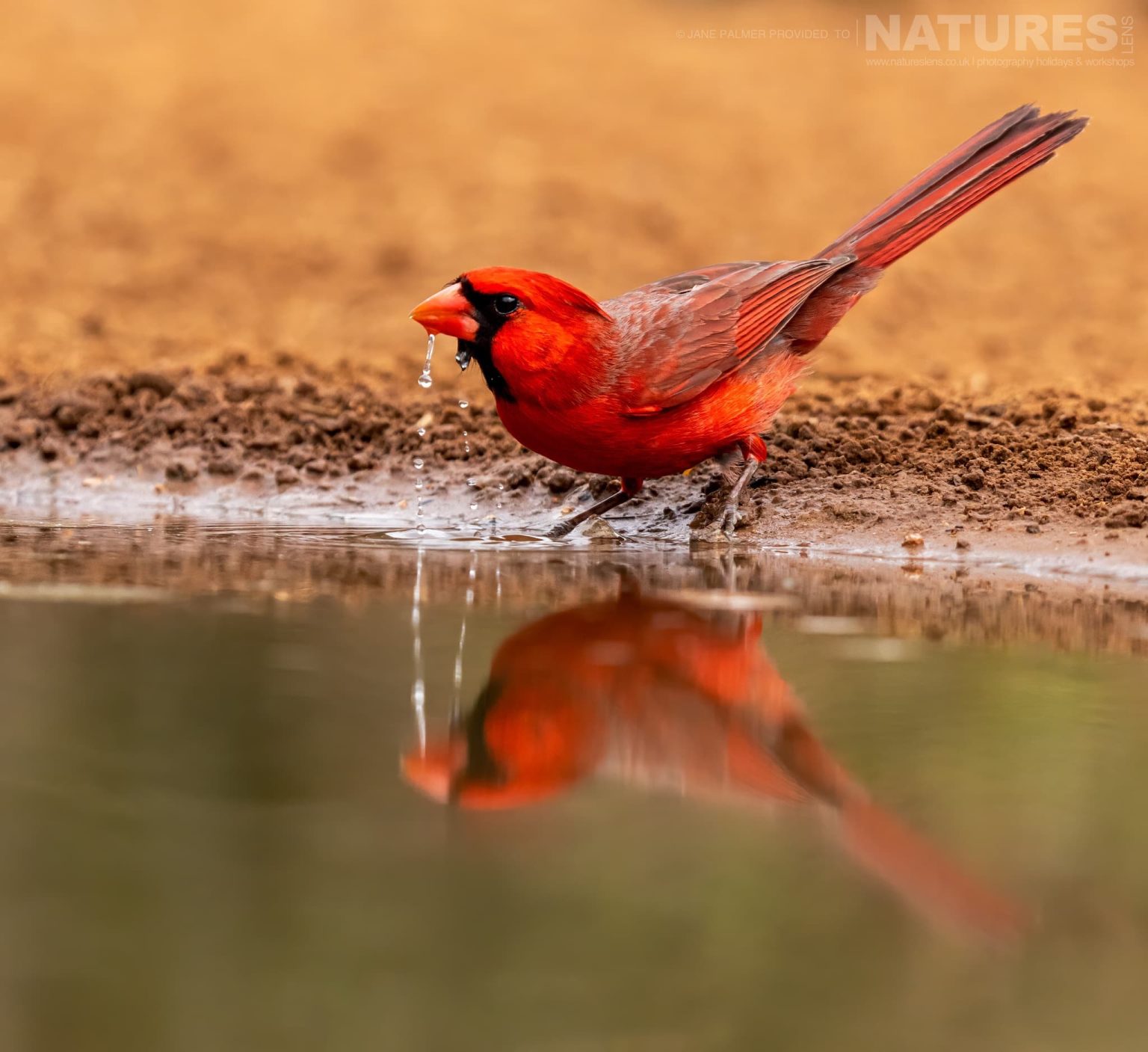 A Northern Cardinal Photographed At One Of The Locations Used During Our Birdlife Of Texas Photography Holiday