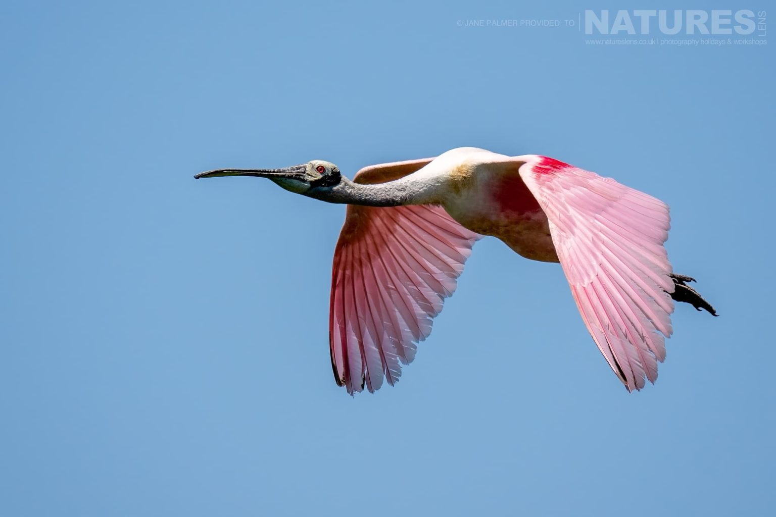 A Roseate Spoonbill In Flight Photographed During Our Awesome Birdlife Of Florida Photography Holiday