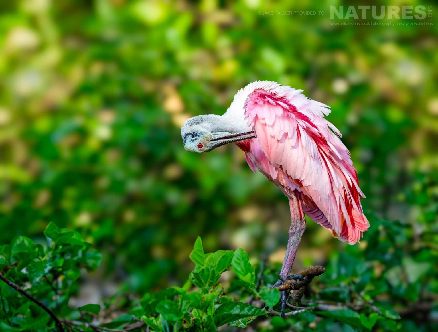 A Roseate Spoonbill Preening Photographed During Our Awesome Birdlife Of Florida Photography Holiday