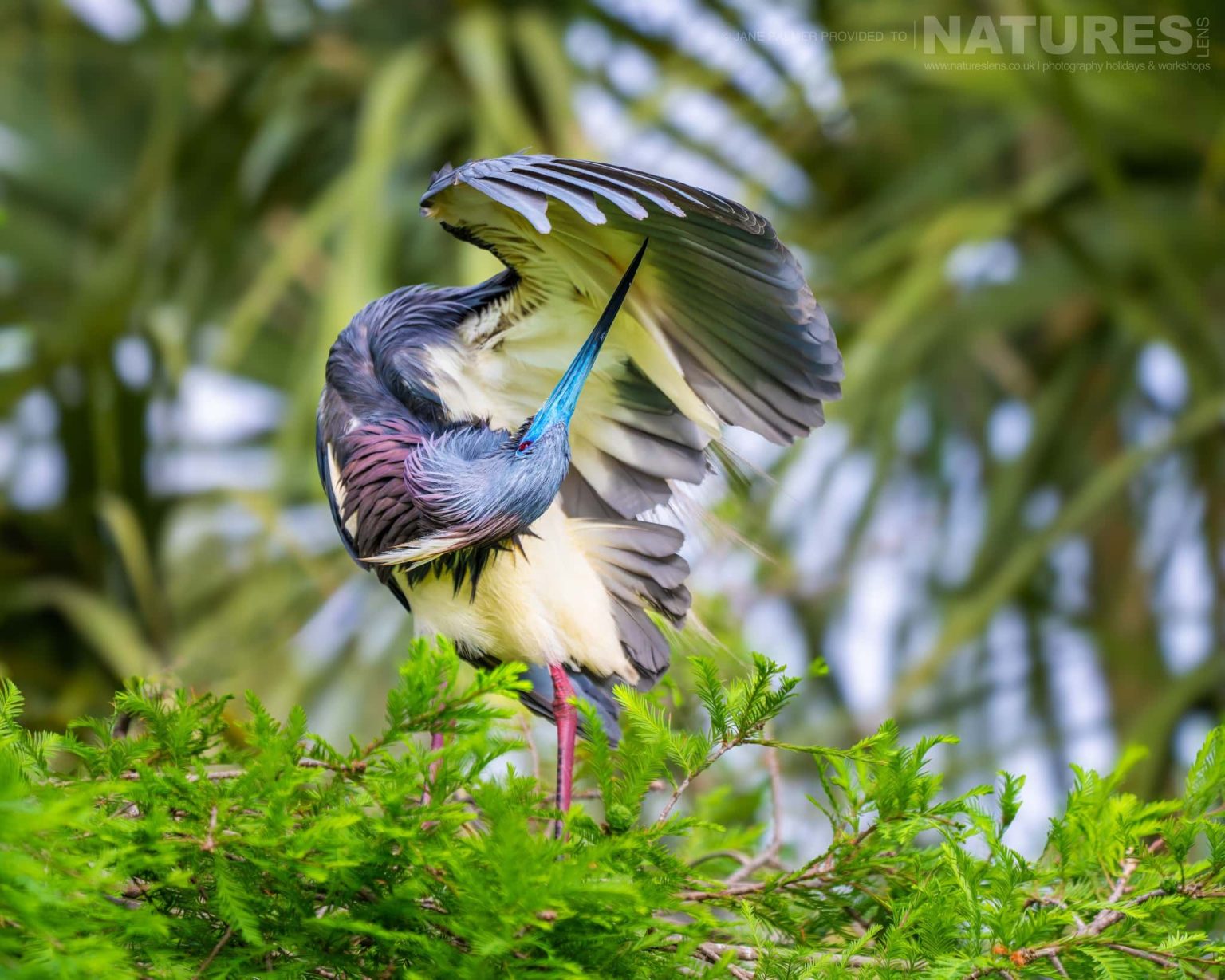 A Tri Coloured Heron Preening Photographed During Our Awesome Birdlife Of Florida Photography Holiday