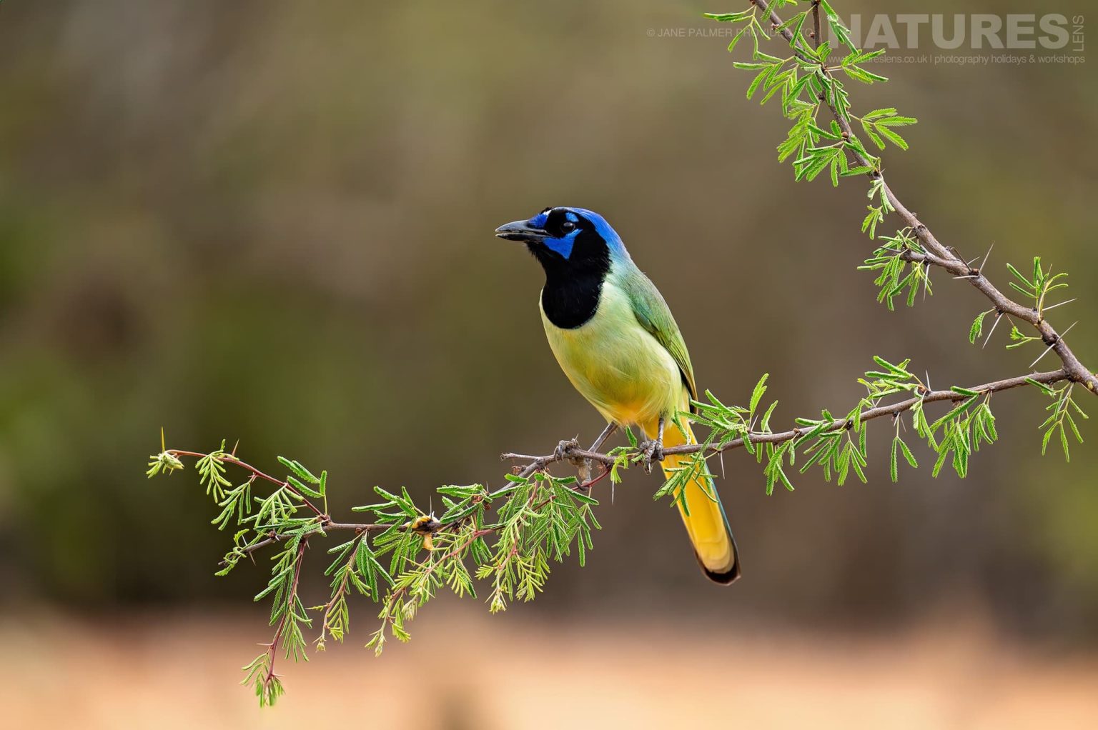 A Beautiful Green Jay Photographed At One Of The Locations Used During Our Birdlife Of Texas Photography Holiday