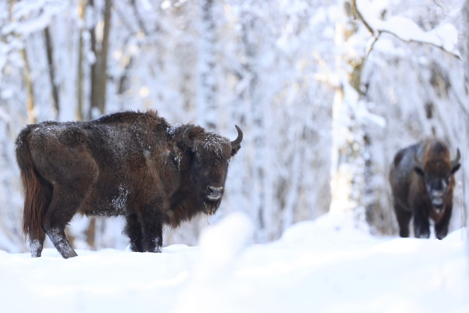 A bison pair - just one of the species of wildlife of Białowieża Forest that we will photograph during the NaturesLens wildlife of Białowieża Forest Photography Holiday