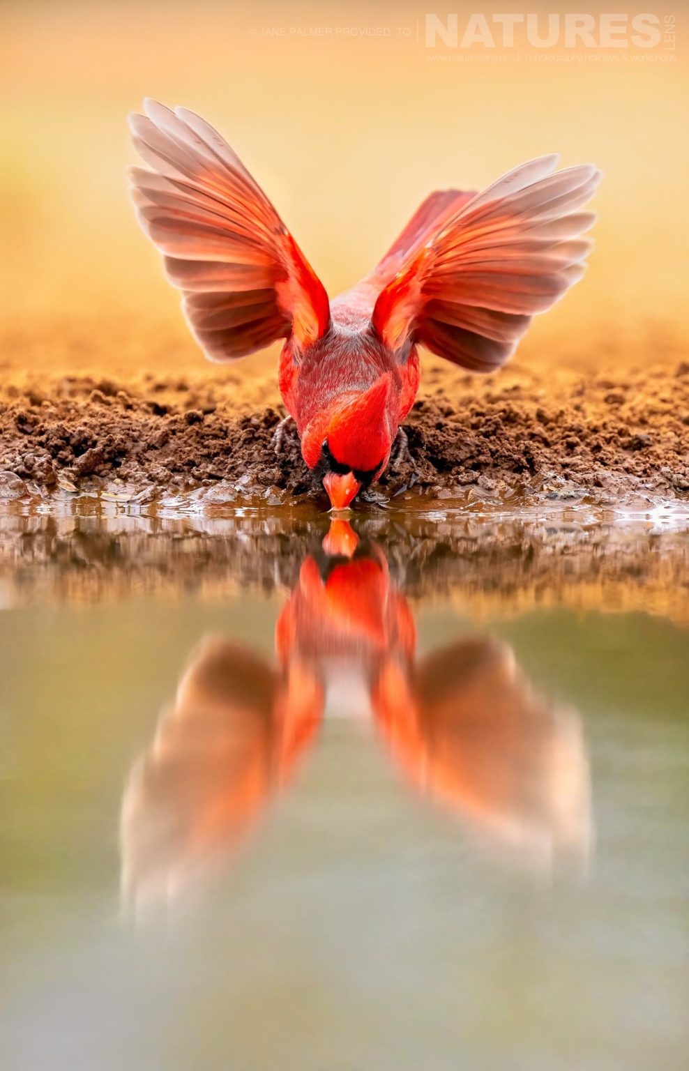 A Drinking Northern Cardinal Photographed At One Of The Locations Used During Our Birdlife Of Texas Photography Holiday