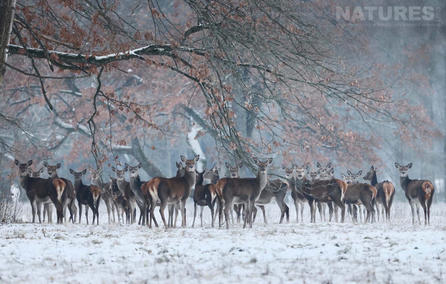 A large group of deer - just one of the species of wildlife of Białowieża Forest that we will photograph during the NaturesLens wildlife of Białowieża Forest Photography Holiday