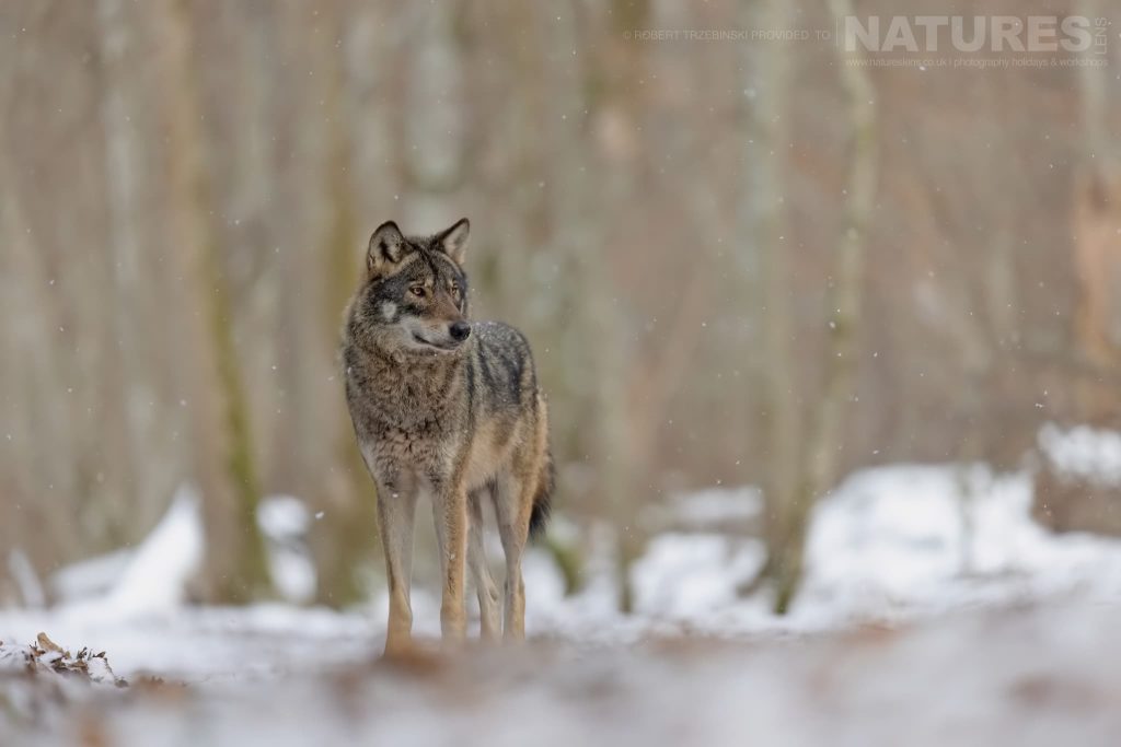 Join Us For The Wildlife of Białowieża Forest Photography Tour