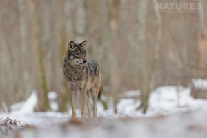 A Lone Wolf Just One Of The Species Of Wildlife Of Bialowieza Forest That We Will Photograph During The Natureslens Wildlife Of Bialowieza Forest Photography Holiday