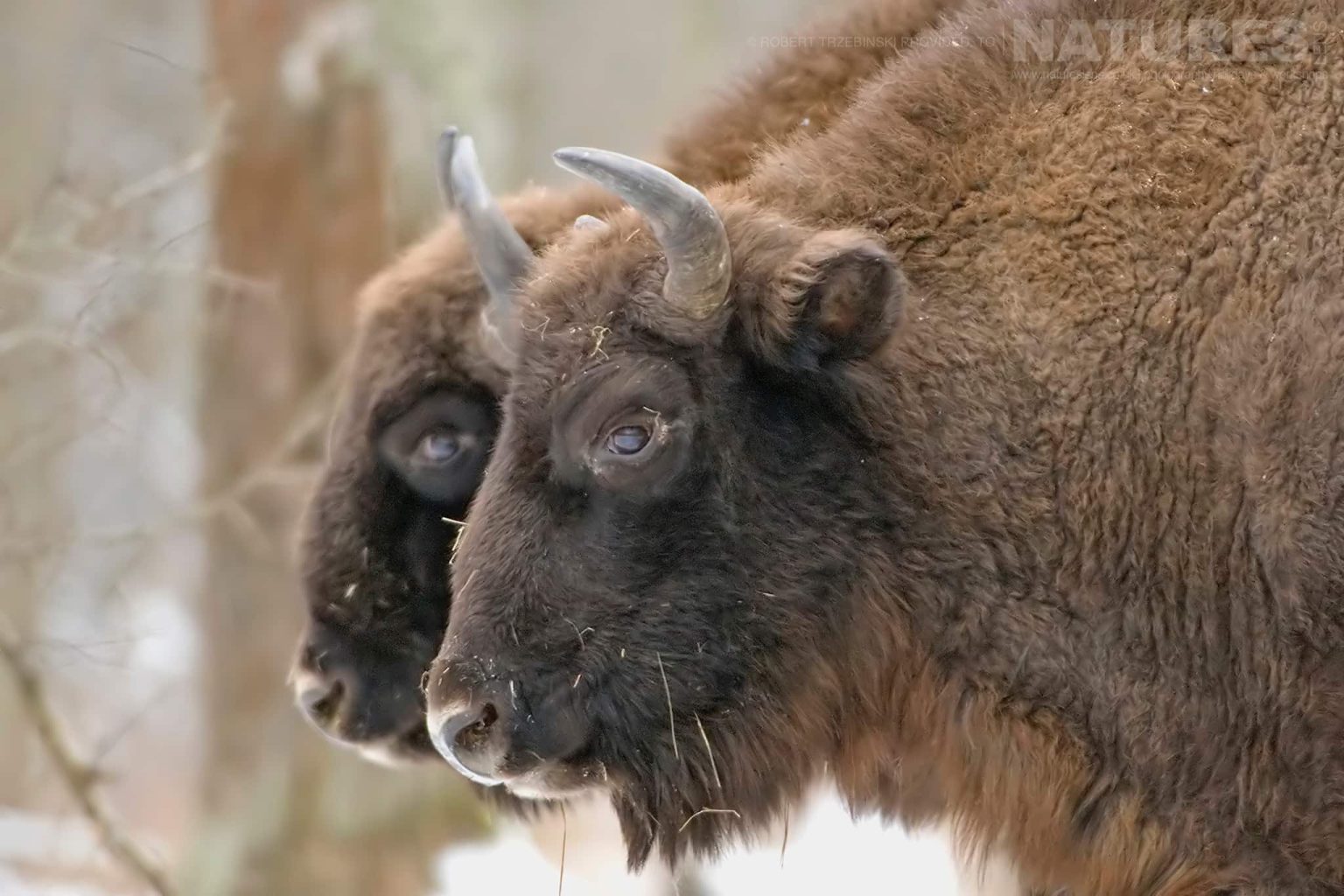 A pair of bison - just one of the species of wildlife of Białowieża Forest that we will photograph during the NaturesLens wildlife of Białowieża Forest Photography Holiday