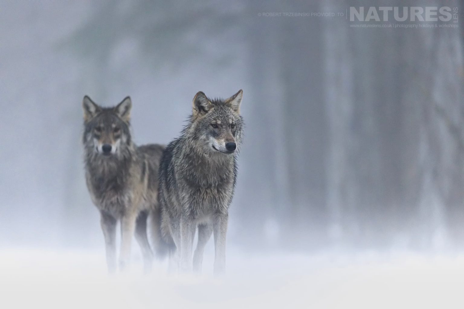A pair of wolves - just one of the species of wildlife of Białowieża Forest that we will photograph during the NaturesLens wildlife of Białowieża Forest Photography Holiday