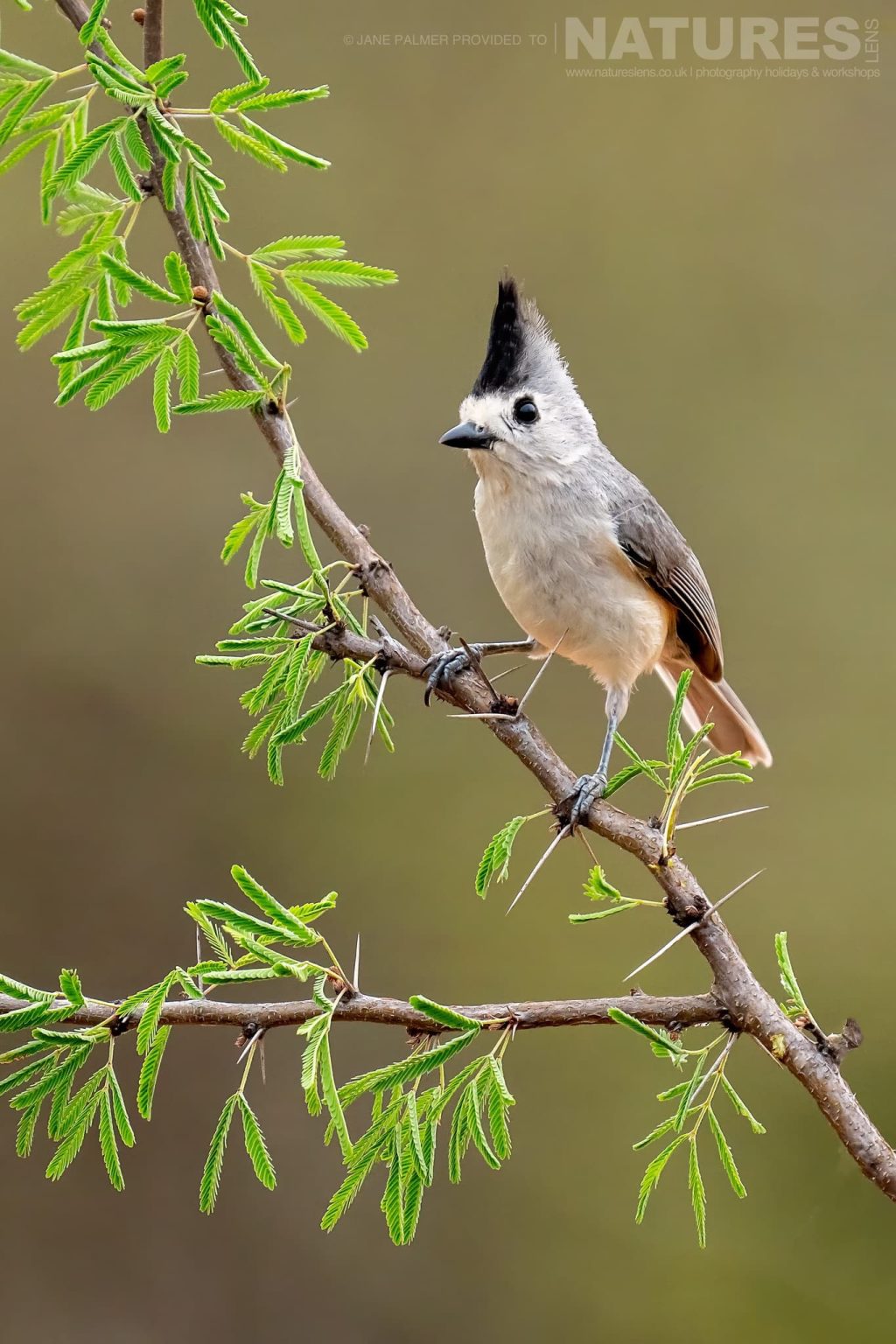 A Perched Black Crested Titmouse Photographed At One Of The Locations Used During Our Birdlife Of Texas Photography Holiday