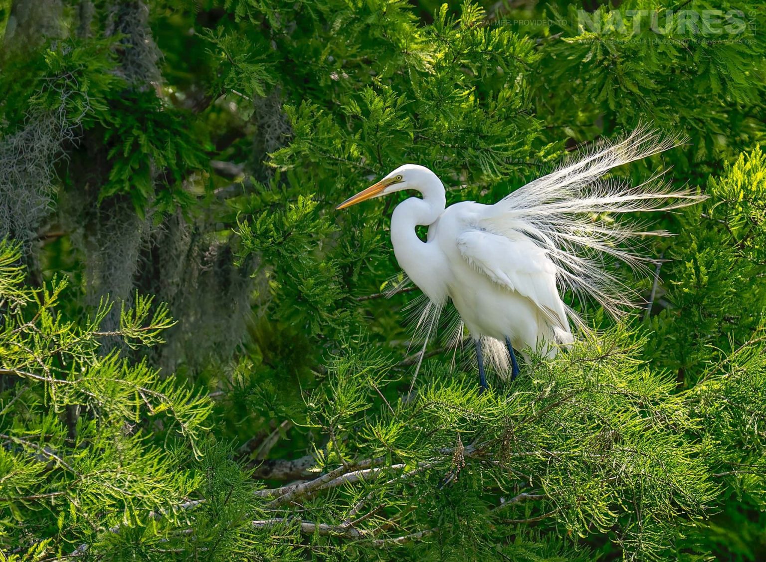 A Perched Great Egret Photographed During Our Awesome Birdlife Of Florida Photography Holiday