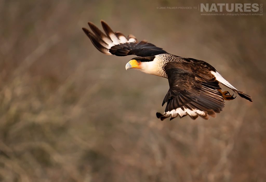 A Soaring Crested Caracara Photographed At One Of The Locations Used During Our Birdlife Of Texas Photography Holiday Jane Palmer – Birdlife of Texas – May 2023