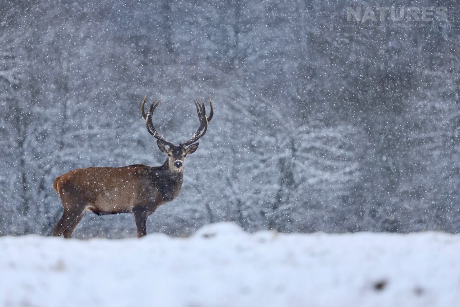 A solitary regal-looking deer - just one of the species of wildlife of Białowieża Forest that we will photograph during the NaturesLens wildlife of Białowieża Forest Photography Holiday