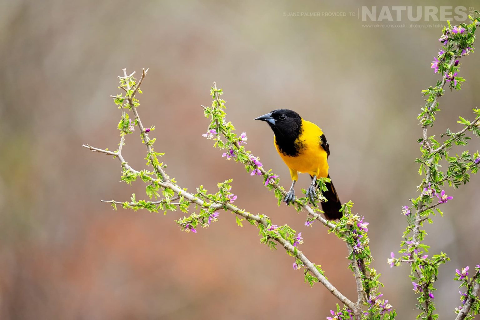 An Audubons Oriole Perched Photographed At One Of The Locations Used During Our Birdlife Of Texas Photography Holiday