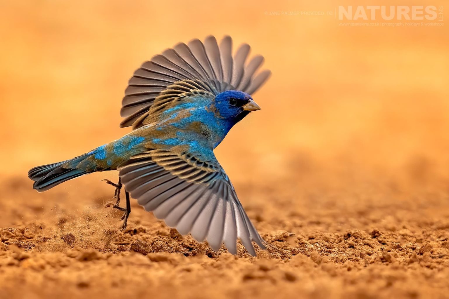 An Indigo Bunting Taking Flight Photographed At One Of The Locations Used During Our Birdlife Of Texas Photography Holiday