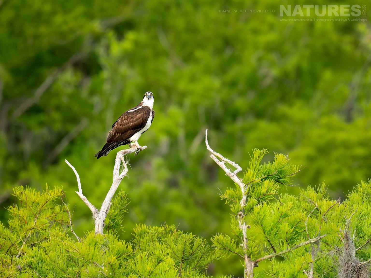 An Osprey Perched High On A Branch Of One Of The Cypress Trees That Line The Lake Photographed During Our Awesome Birdlife Of Florida Photography Holiday