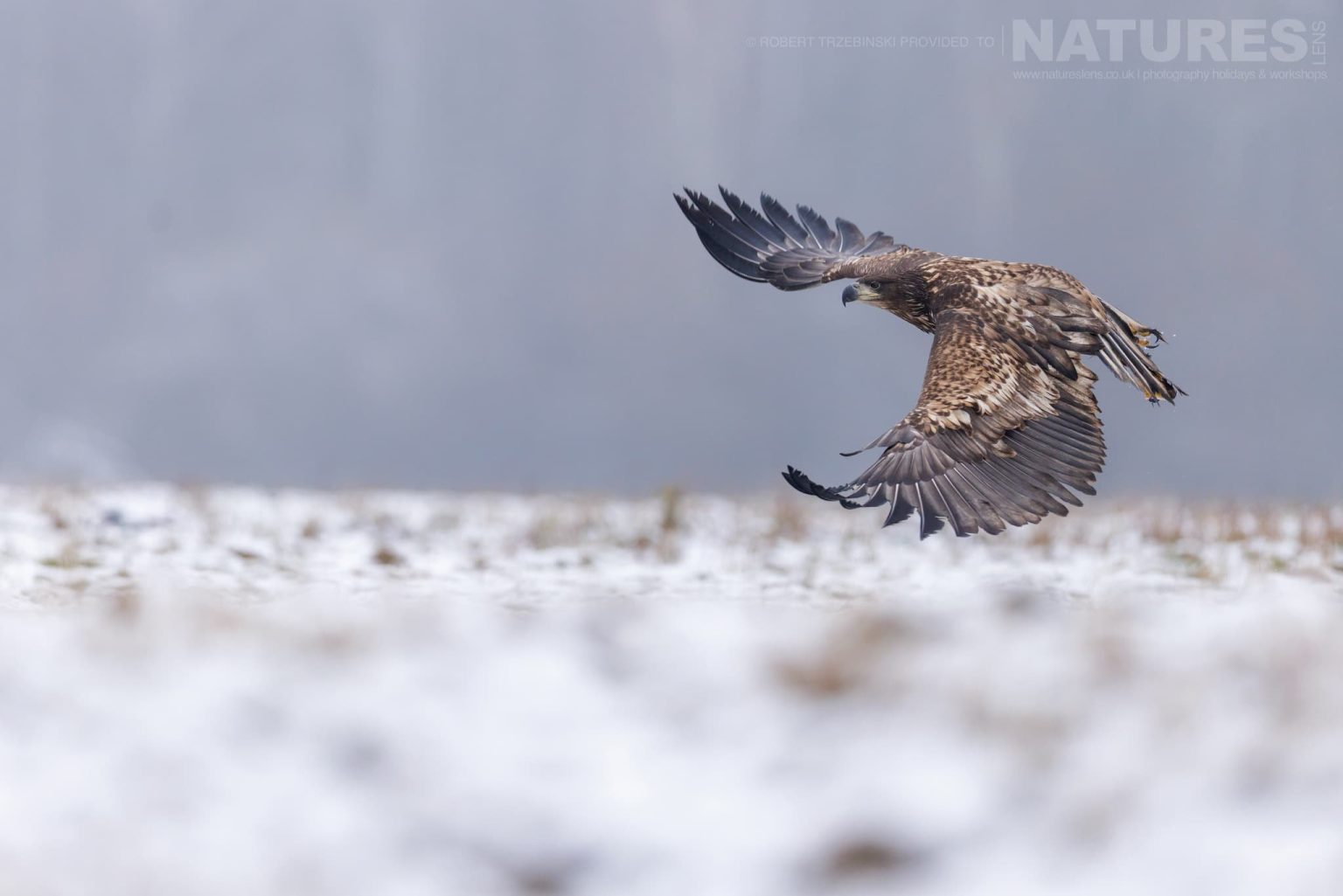 An eagle in flight - just one of the species of wildlife of Białowieża Forest that we will photograph during the NaturesLens wildlife of Białowieża Forest Photography Holiday