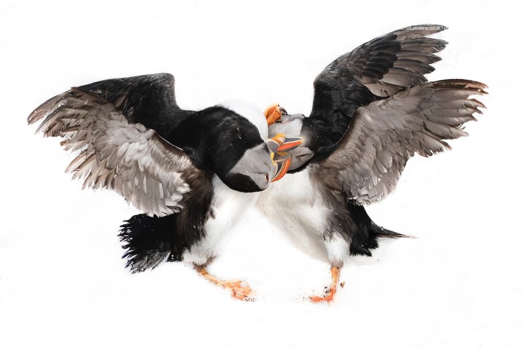 New Dates & Guide for Winter Wildlife of Arctic Varanger with NaturesLens in {acf_year}