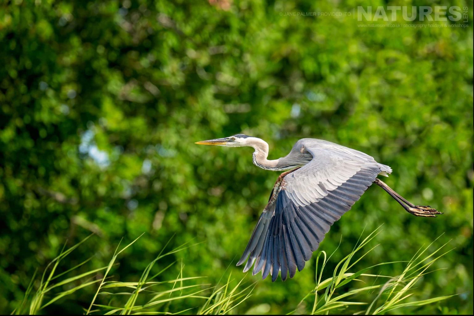 A Great Blue Heron Takes Flight Photographed During Our Awesome Birdlife Of Florida Photography Holiday