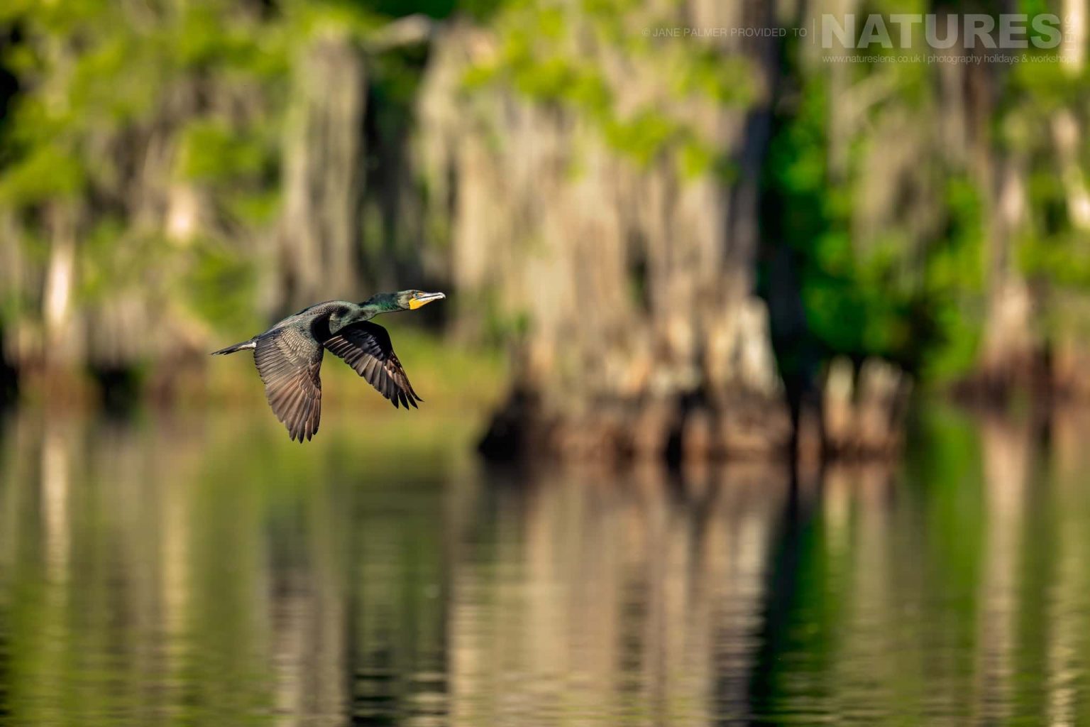 A Great Comorant Flying Over The Waters Of The Lake Photographed During Our Awesome Birdlife Of Florida Photography Holiday