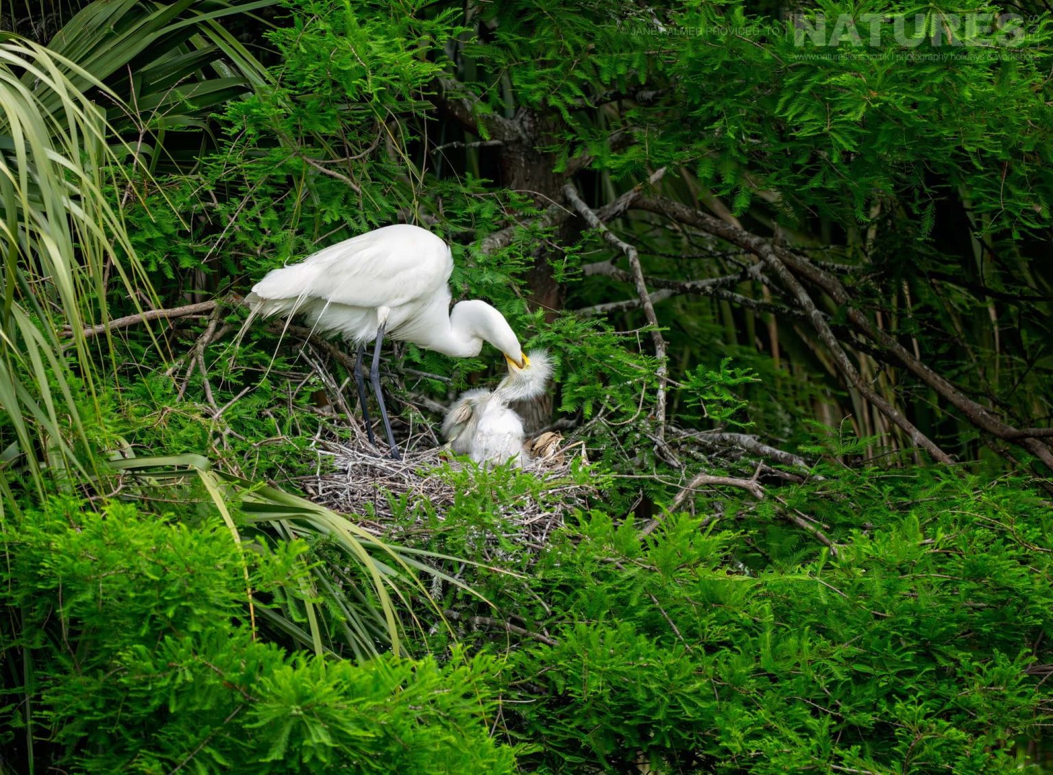 A Great Egret Feeding Its Chicks At The Nest Photographed During Our Awesome Birdlife Of Florida Photography Holiday
