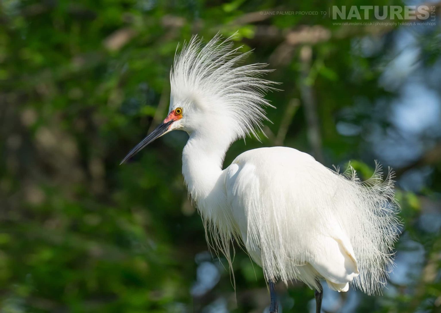 A Snowy Egret Photographed During Our Awesome Birdlife Of Florida Photography Holiday