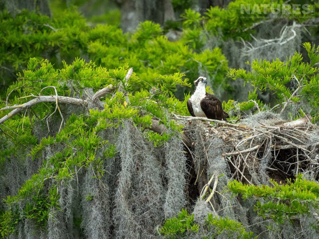 An Osprey At The Nest Photographed During Our Awesome Birdlife Of Florida Photography Holiday
