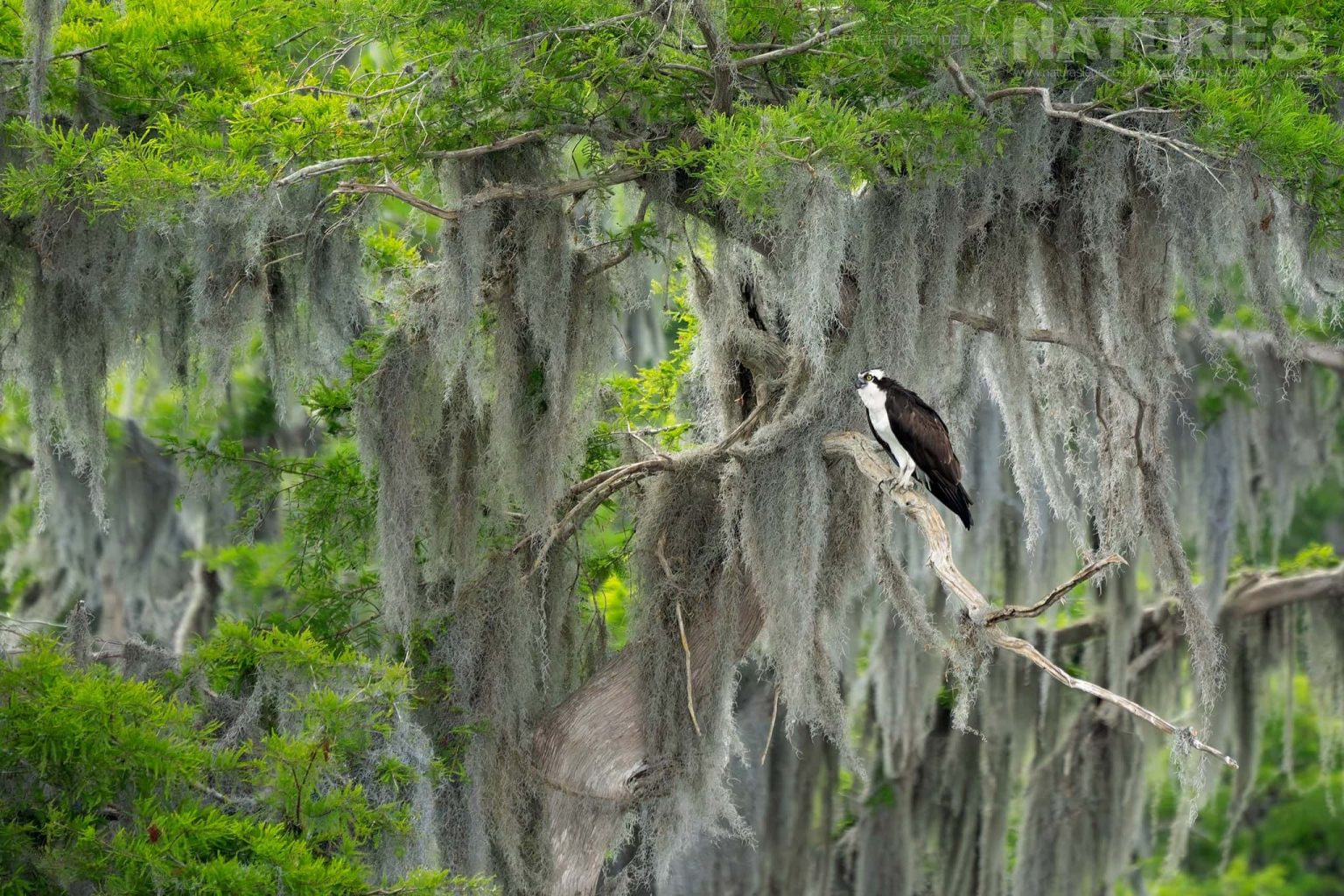 An Osprey Perched On A Branch Of A Cypress Tree Many Of Which Line The Lake Photographed During Our Awesome Birdlife Of Florida Photography Holiday
