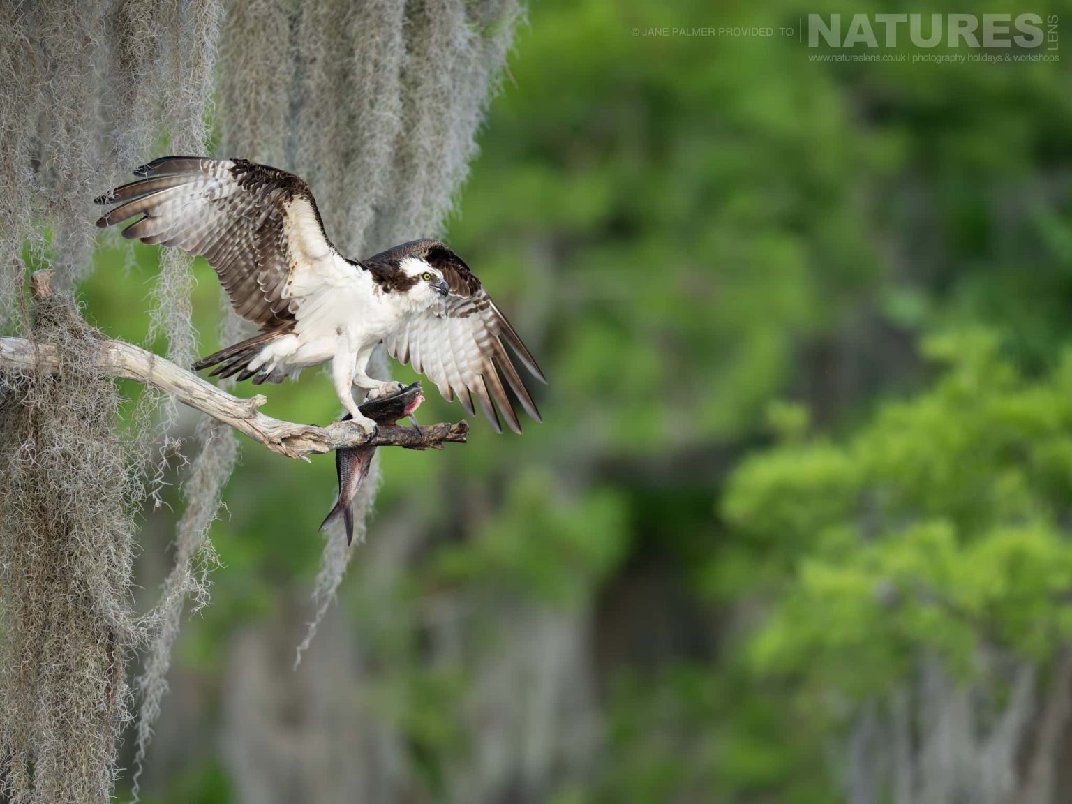 An Osprey Perched On A Branch Of A Cypress Tree With A Freshly Caught Fish Photographed During Our Awesome Birdlife Of Florida Photography Holiday