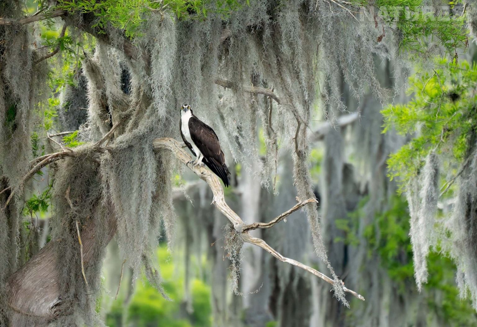 An Osprey Perched On A Branch Of One Of The Cypress Trees That Line The Lake Photographed During Our Awesome Birdlife Of Florida Photography Holiday