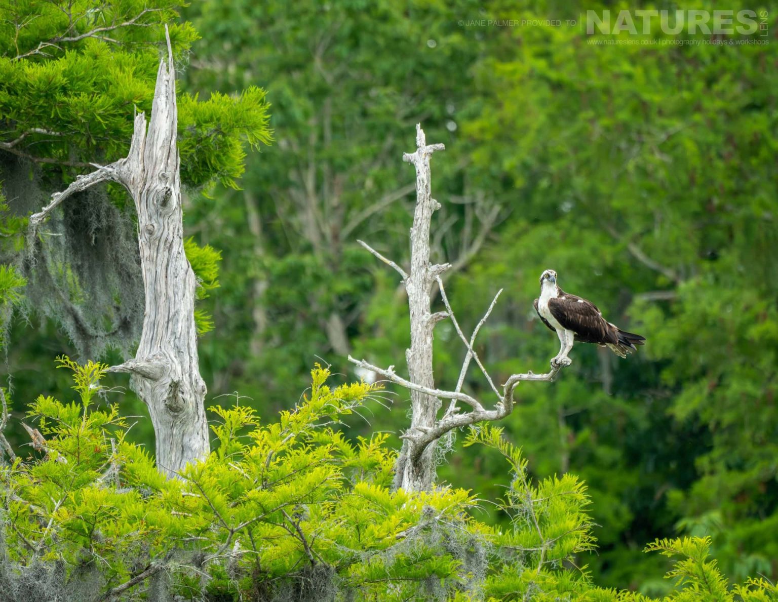 An Osprey Perched On A Branch Photographed During Our Awesome Birdlife Of Florida Photography Holiday