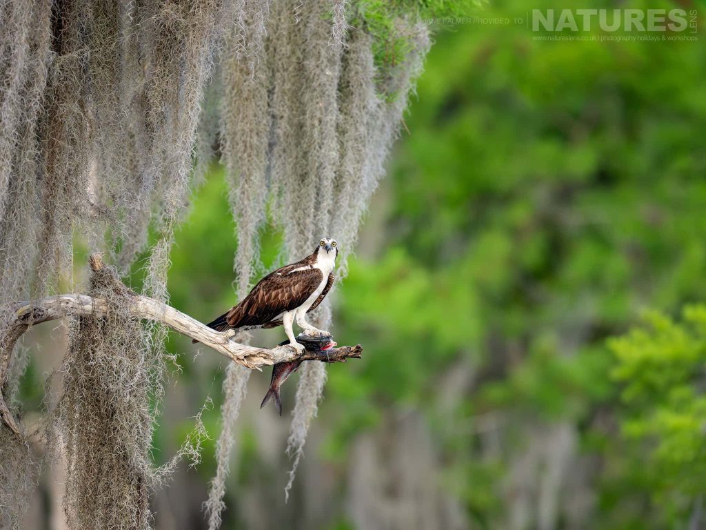 Join Us For The Florida Ospreys Photography Tour