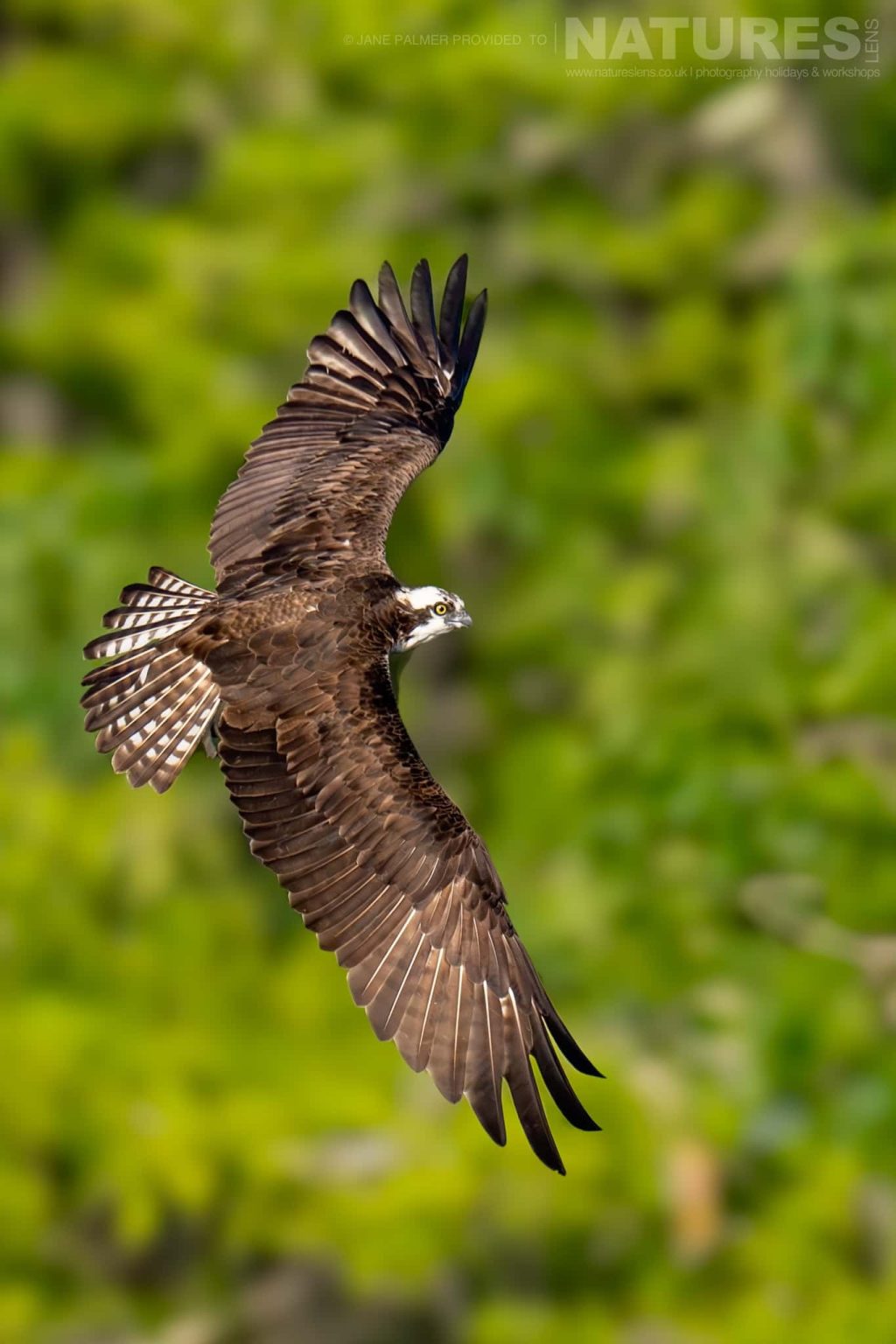 An Osprey Takes Flight Photographed During Our Awesome Birdlife Of Florida Photography Holiday