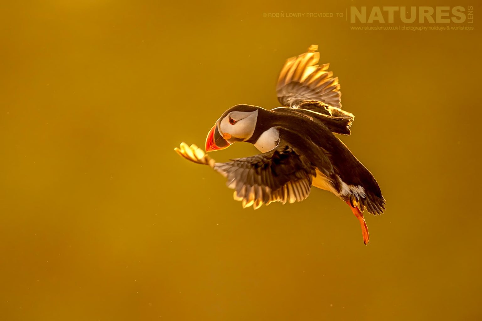 An Atlantic Puffin Flies In Golden Light Photographed On Skomer Island By Robin Lowry Who Was Guiding For Natureslens