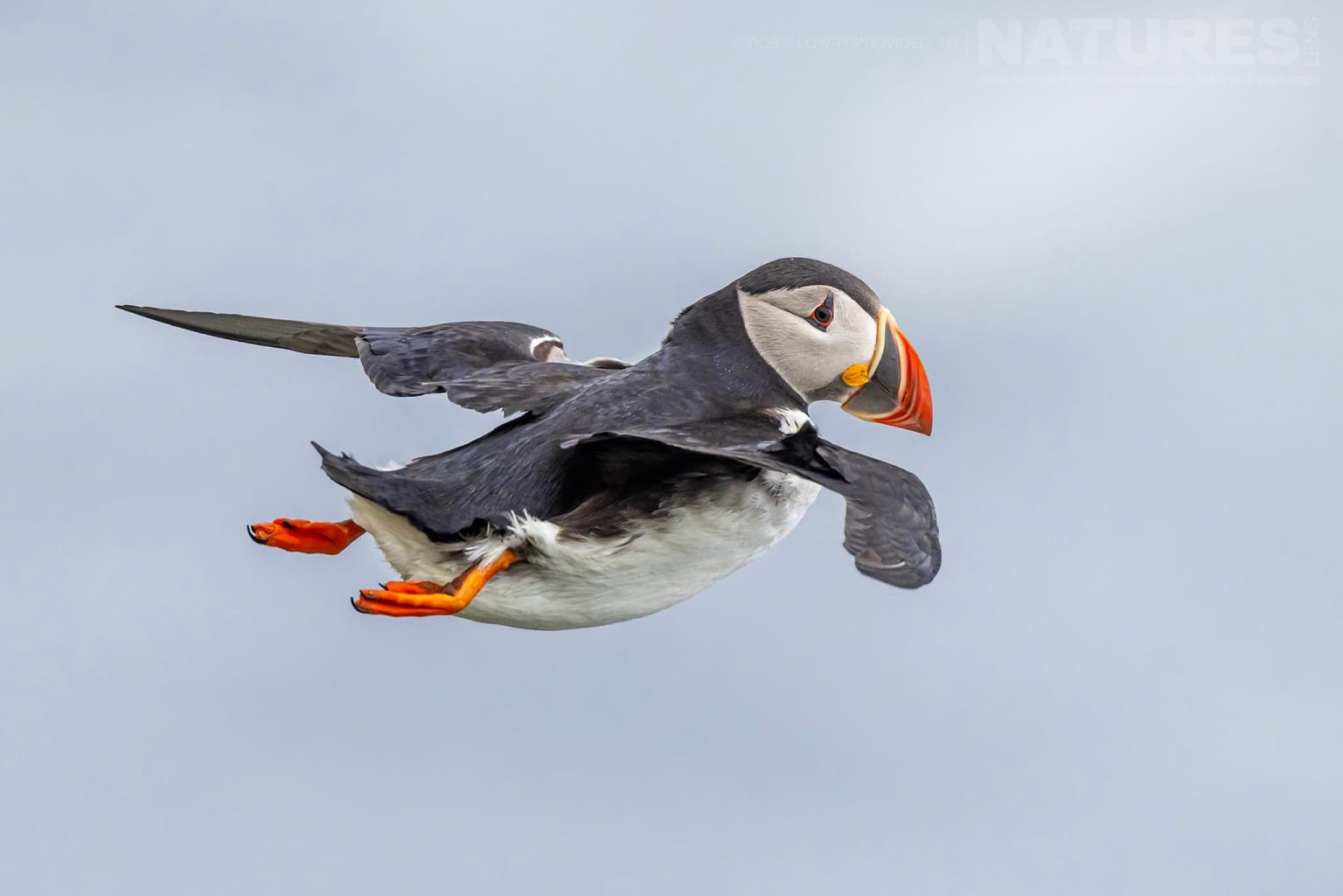 Photograph The Puffins Of Grimsey Island With Natureslens In 2025 01