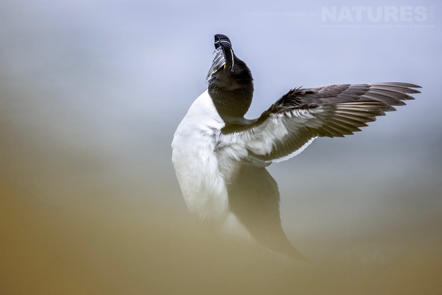 Photograph The Puffins Of Grimsey Island With Natureslens In 2025 02