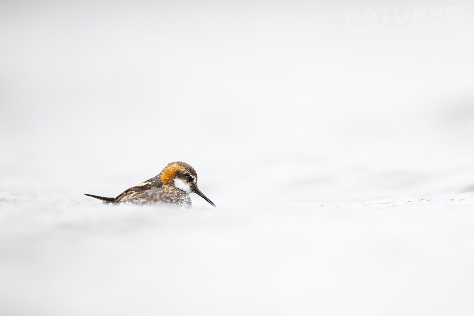 Photograph The Puffins Of Grimsey Island With Natureslens In 2025 03