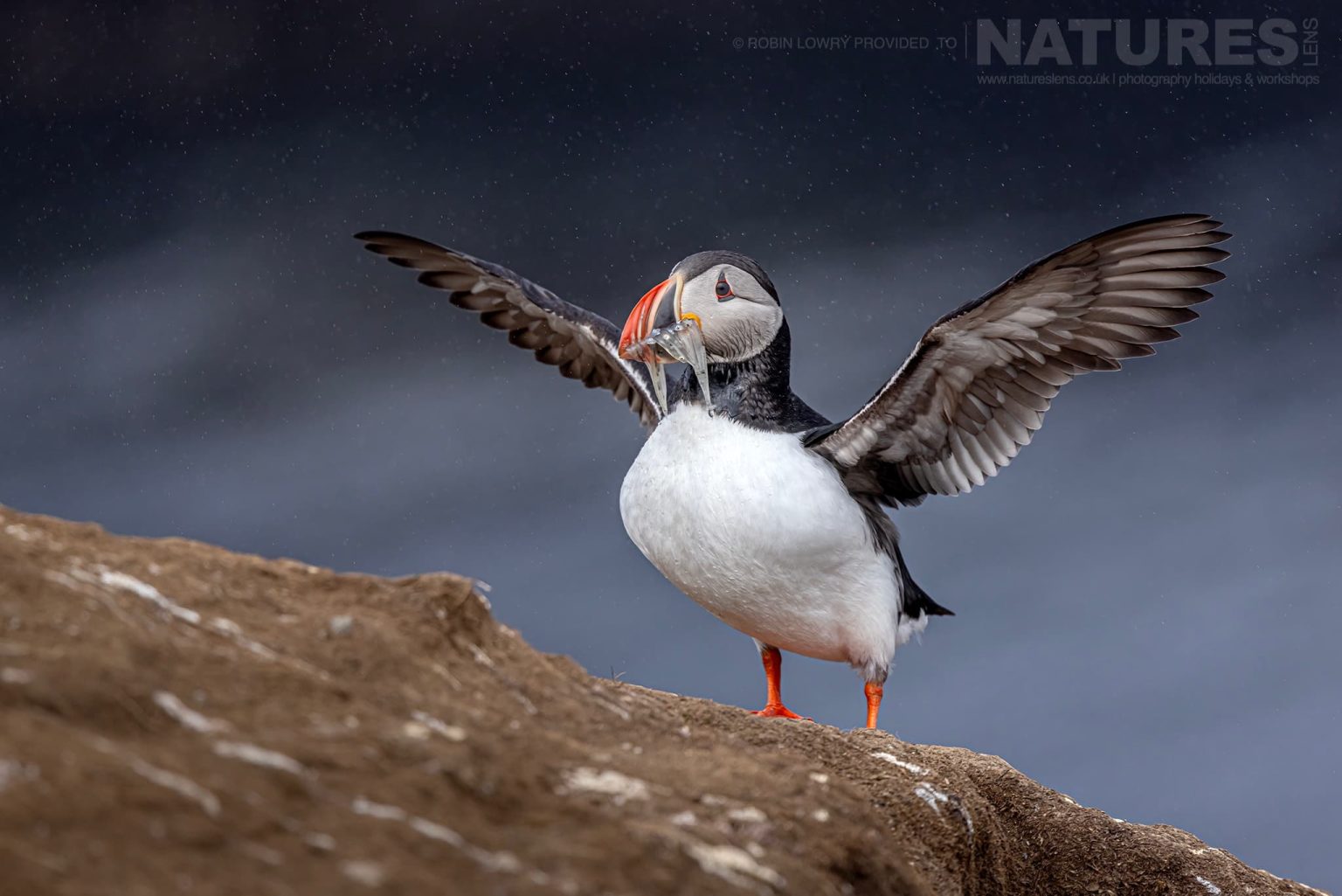 A Puffin arrives back on Grímsey Island with a beak full of Sandeels
