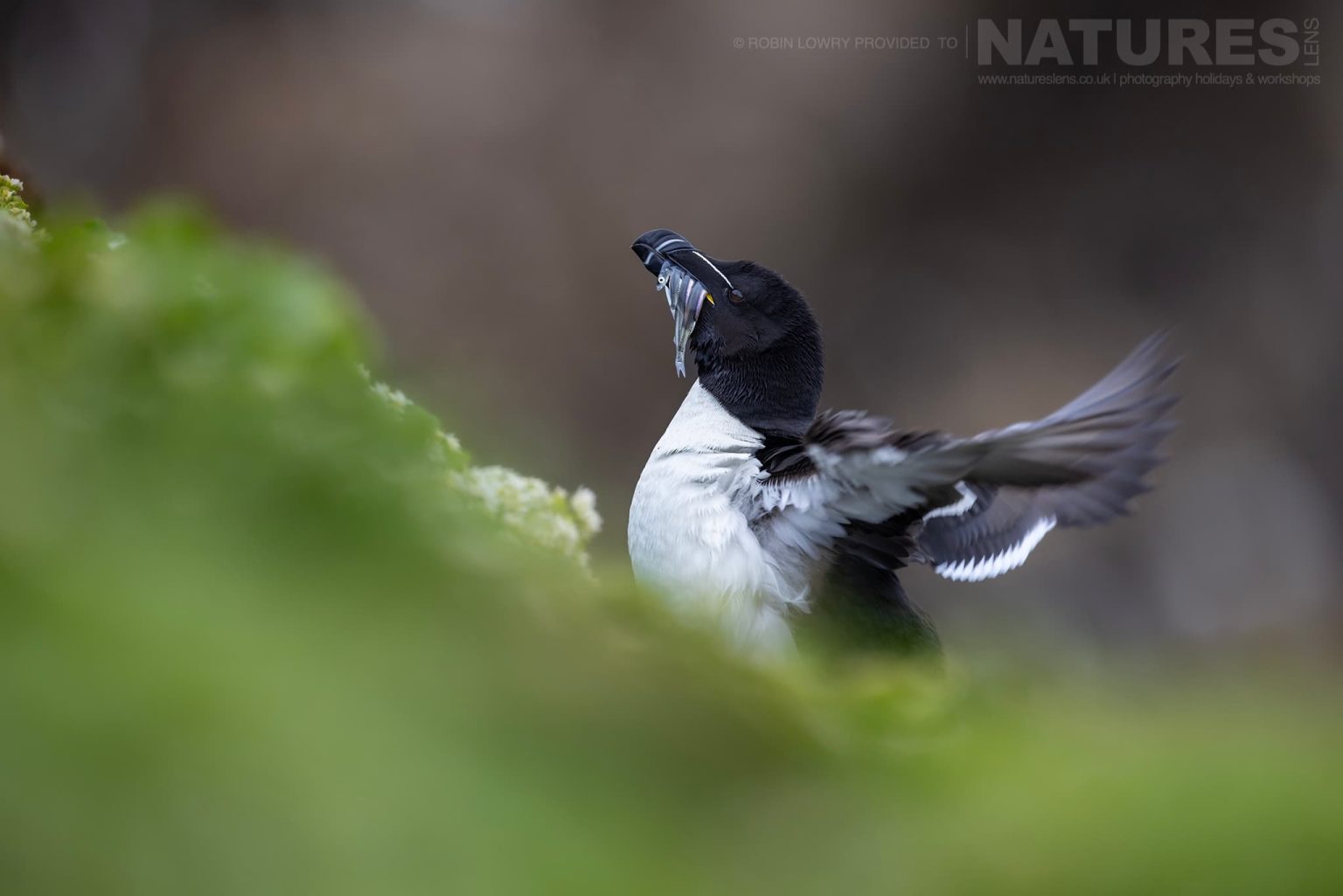 Photograph The Puffins Of Grimsey Island With Natureslens In 2025 05