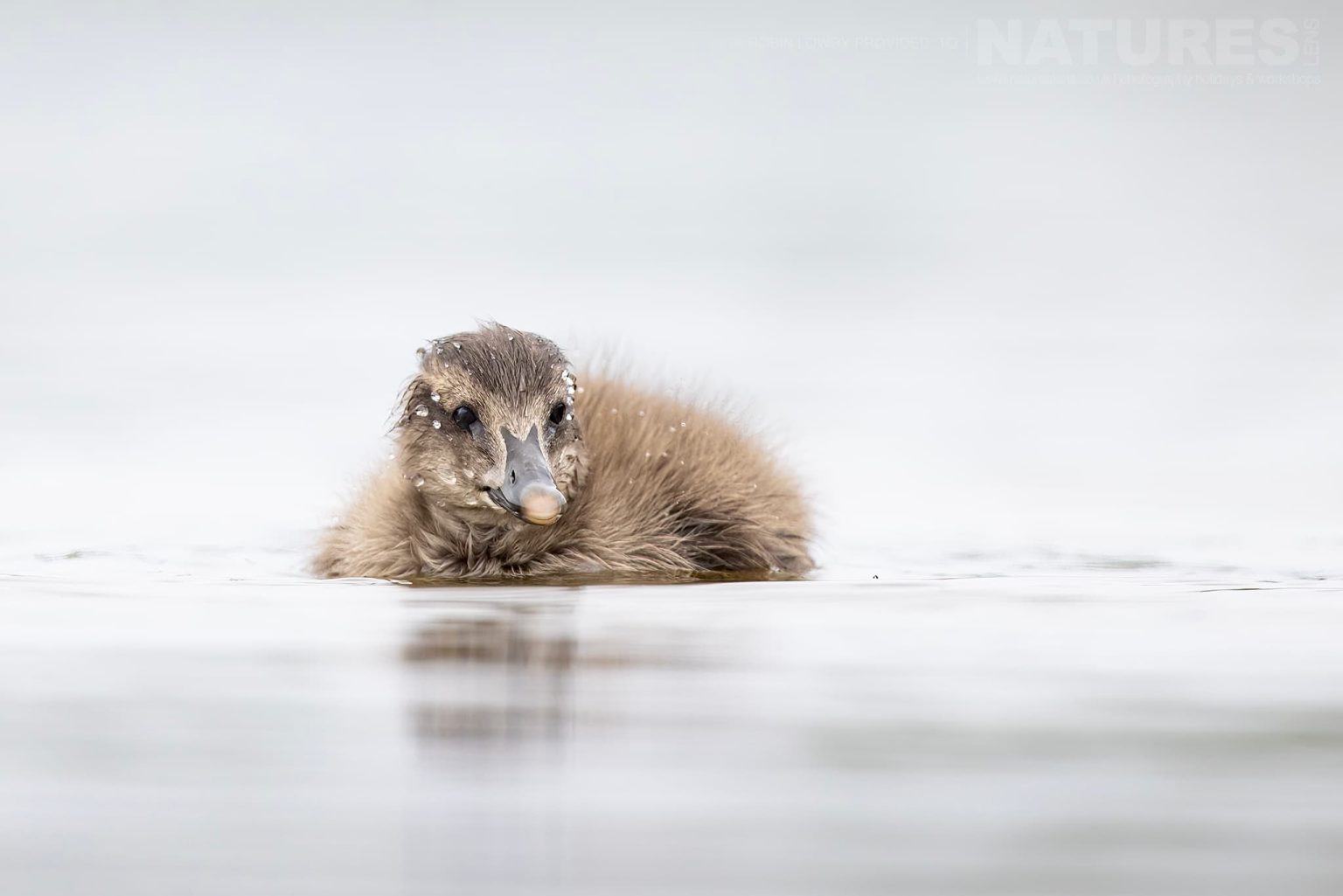 Photograph The Puffins Of Grimsey Island With Natureslens In 2025 06