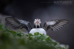 Photograph The Puffins Of Grimsey Island With Natureslens In 2025 07